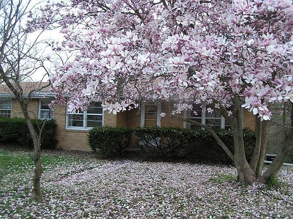 front yard magnolia!