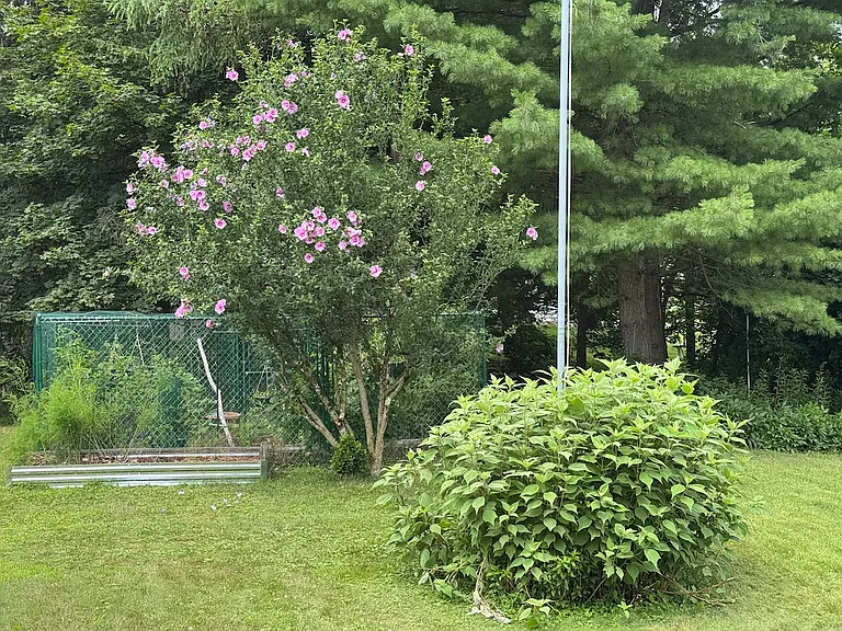 Fenced in garden with raspberries, blueberries, currants and room for more. Asparagus in front.