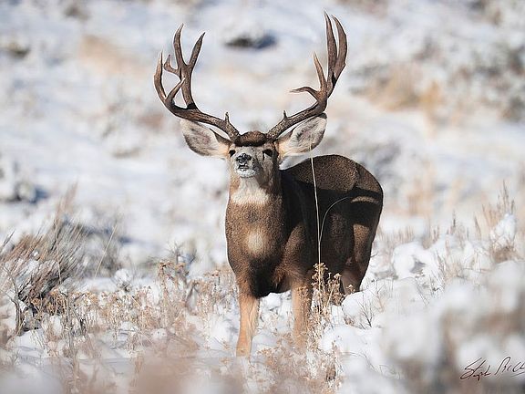 3rd image of 57 Walking Stick Trl
