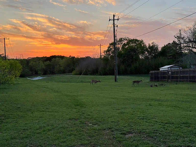Beautiful sunsets and deer in neighborhood
