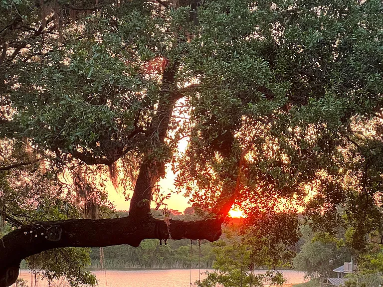 Backyard view
