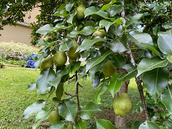 Pear tree in front yard