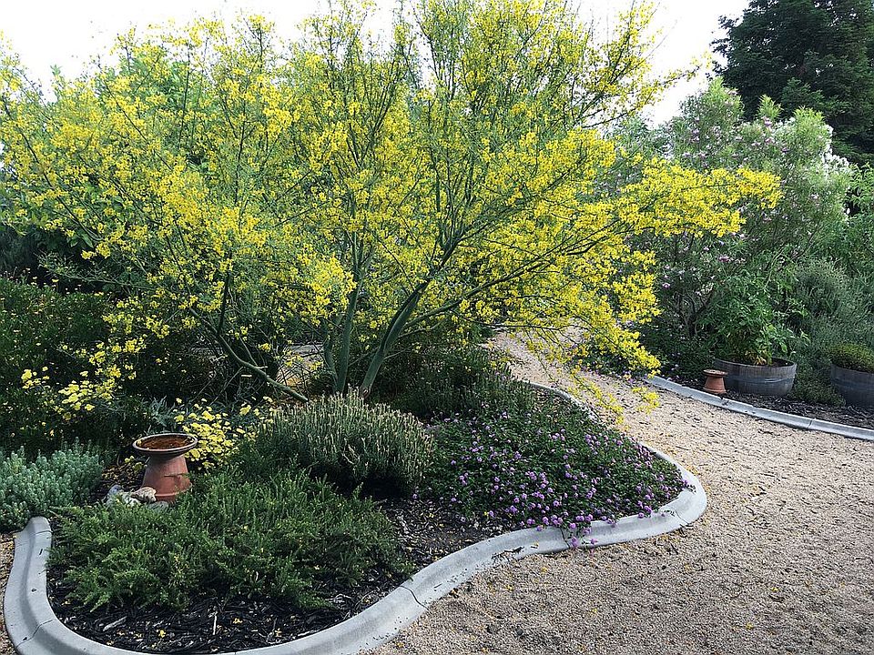 20 percent of whole yard