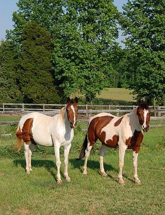 Bring the horses