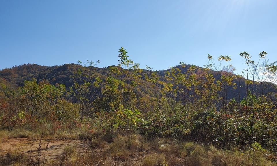 1st image of LOT 36 Black Walnut Frst