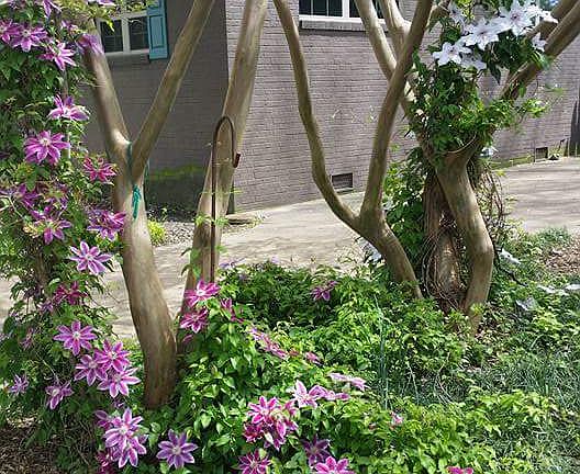 Crape myrtles and clematis