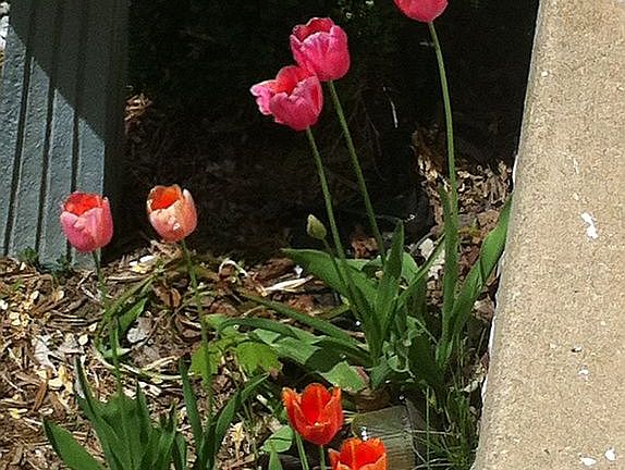 some of the tulips