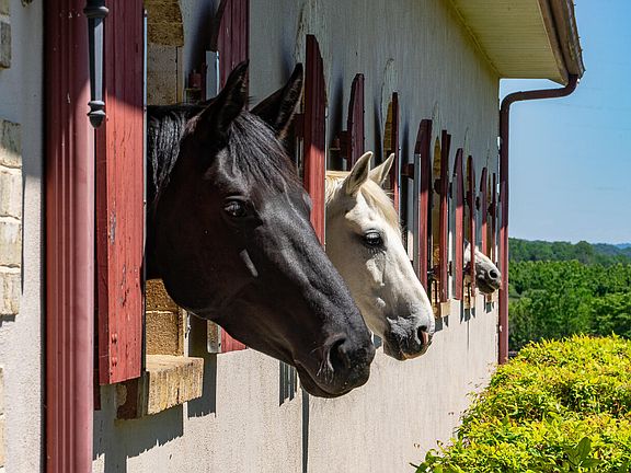 2nd image of 100 Equus Loop