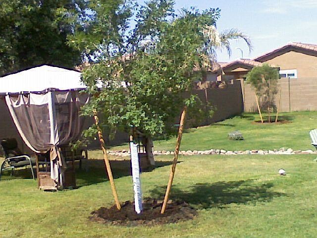 Backyard