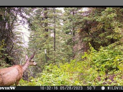 Tbd Kodiak Trl, Cascade, ID, 83611