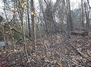 2nd image of 521 Lakeside Dr