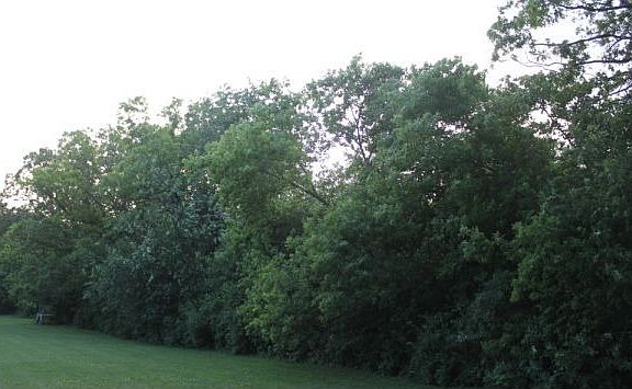 Wooded Parcel
