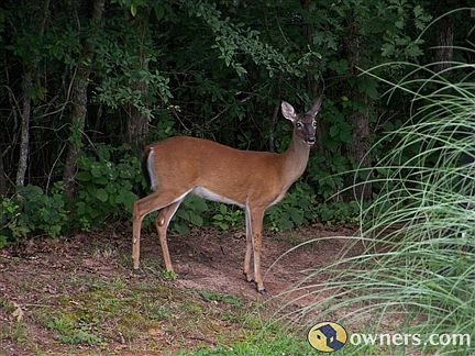 Wildlife on property