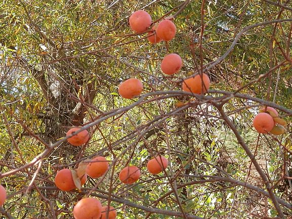 Persimmons