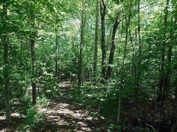 Wooded area along trail