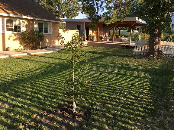 New Addition to the front yard: Japanese Maple Tree.