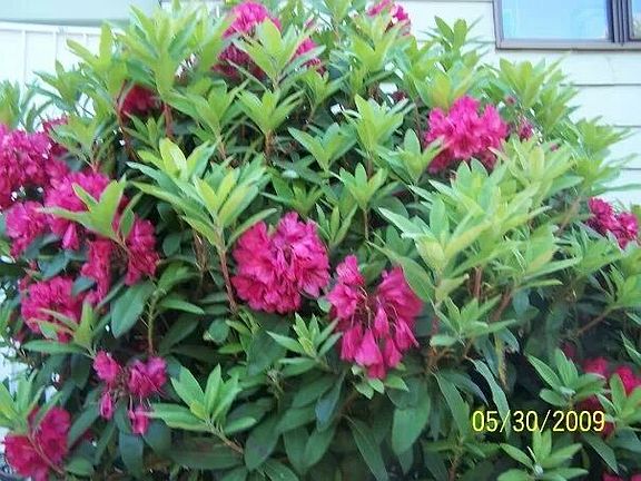 Abundant color and plants