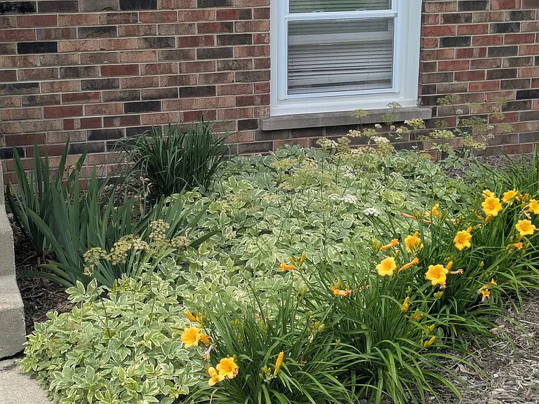 Perennial flowers