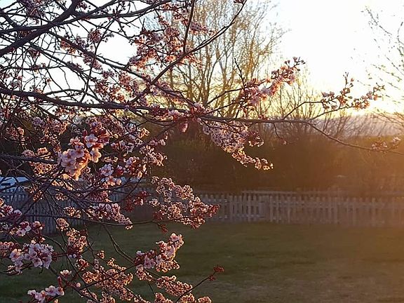 Plum trees in spring