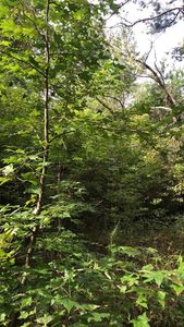 Felix Taylor Rd, Ramer, TN, 38367
