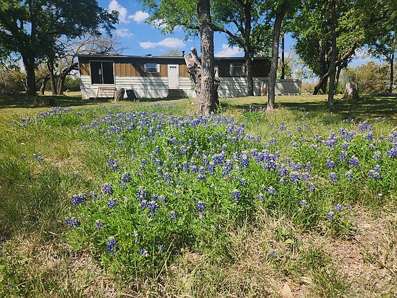 Blue bonnets in back yard.