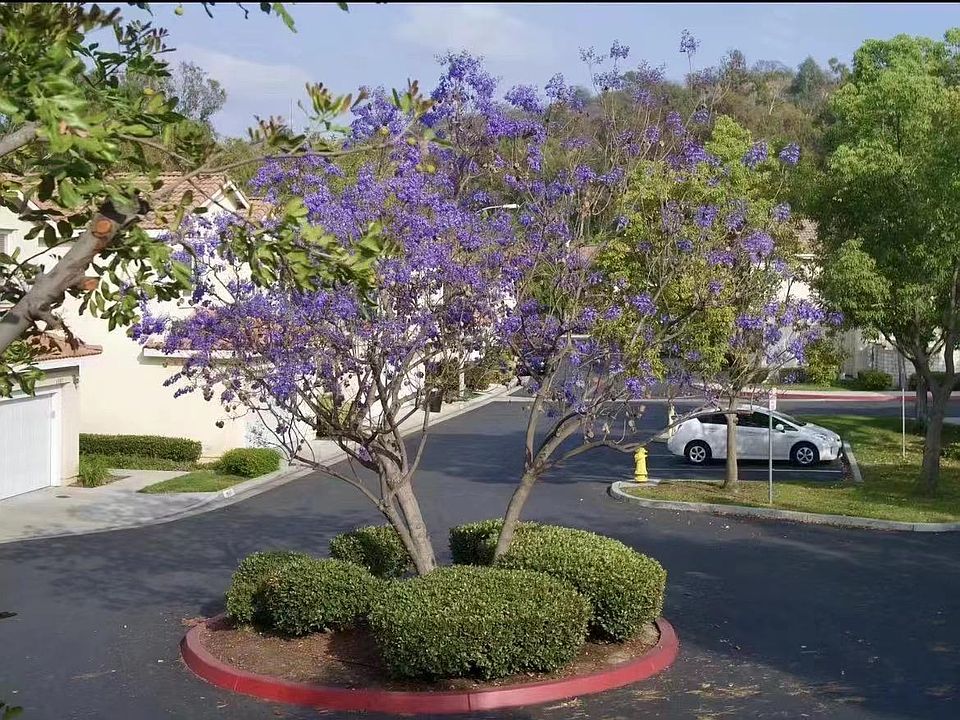 1st image of 1802 Palomino Dr