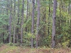 1st image of 0 Dk Jones Rd