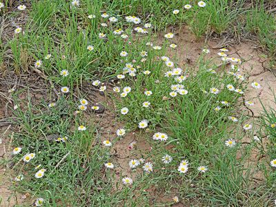 17 Rio Grande Stables Rd #10, Belen, NM, 87002