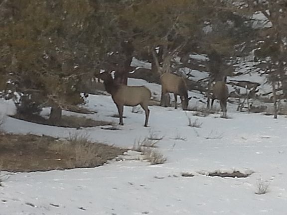 Elk come down the driveway