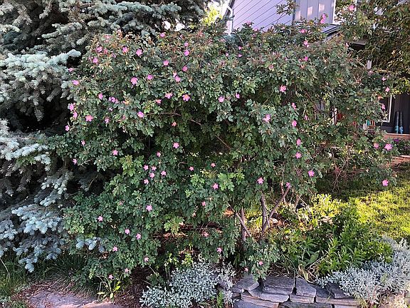 Red Leaf Rose bush