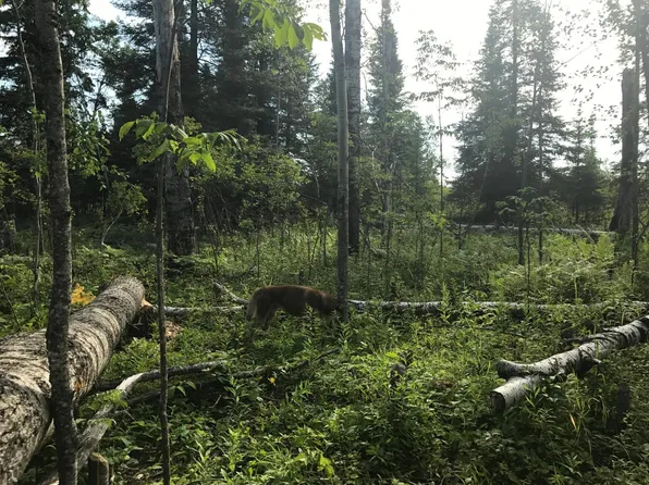 Sec 2 Township 61.0 Rg 19 Lot Blk Ac, Angora, MN 55703