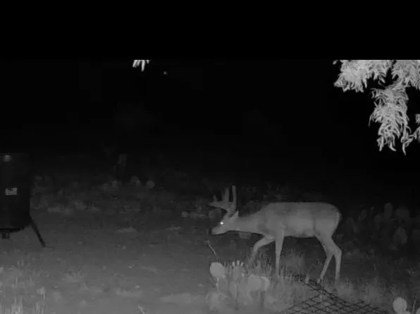 0 Fm 1828, Eldorado, TX 76936