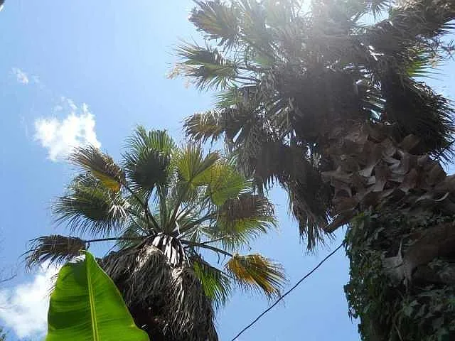 towering palm trees