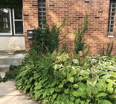 Mature Hostas do their thing every spring!