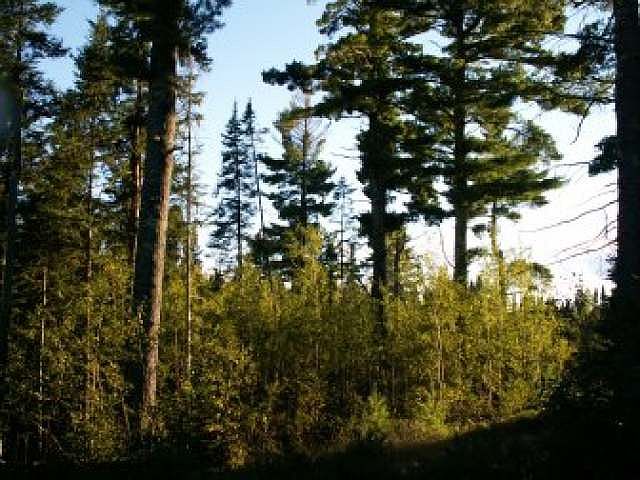 1st image of 61394 FOREST RD 1276