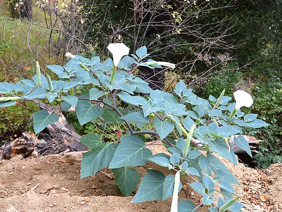 Enjoy the natural wonders of the 4 seasons in San Diego County!