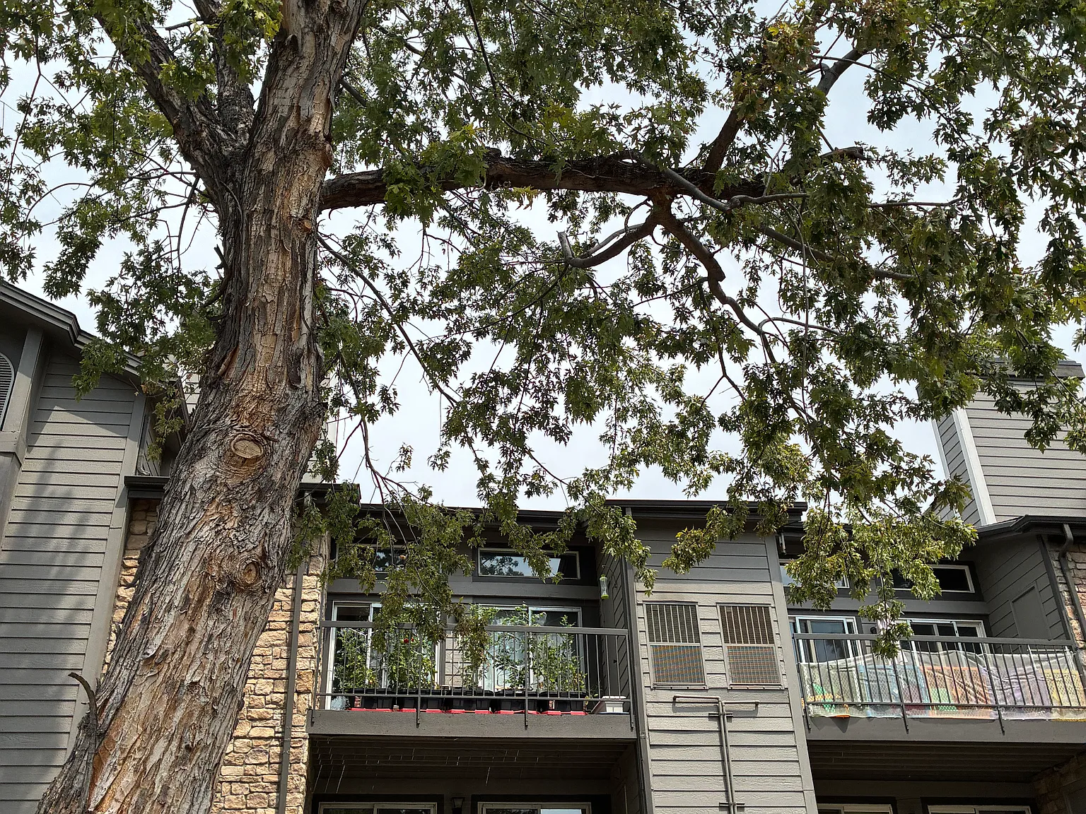 1 bed, 624 sqft, $1,300 — Photo 2