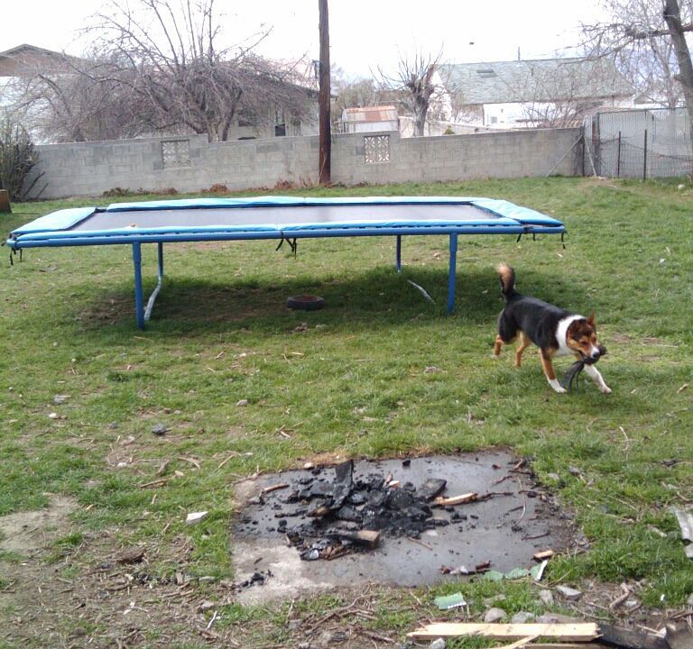 back yard (fenced)