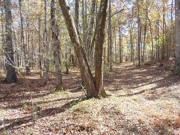 5th image of 34A Lake Louisa Loop Lot 34A