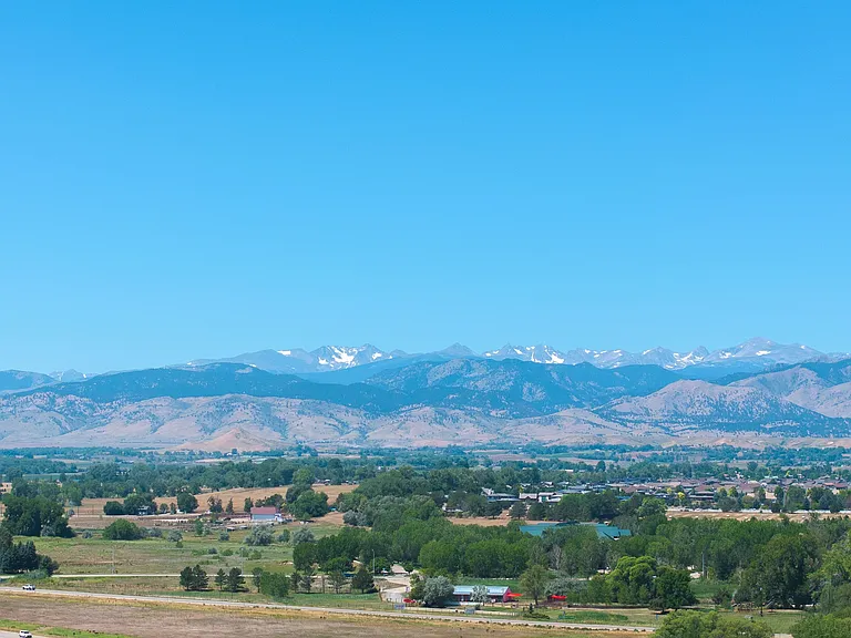 Lupine Longmont