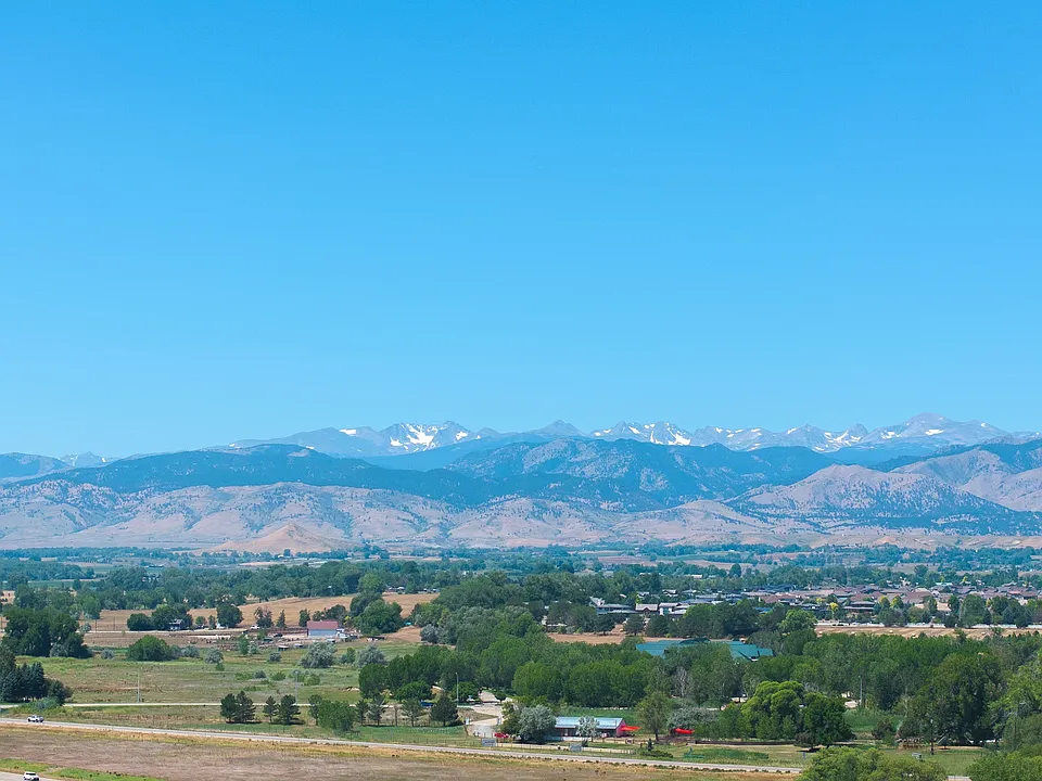 Lupine Longmont