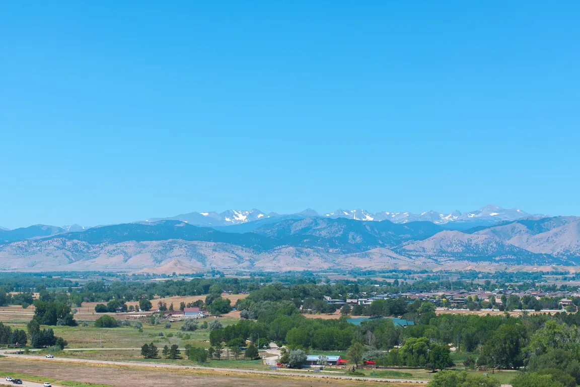 Lupine Longmont