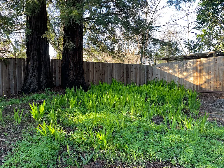 619 Healdsburg Ave — Photo 25