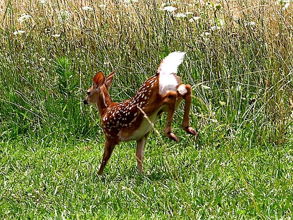 Backyard Fawn