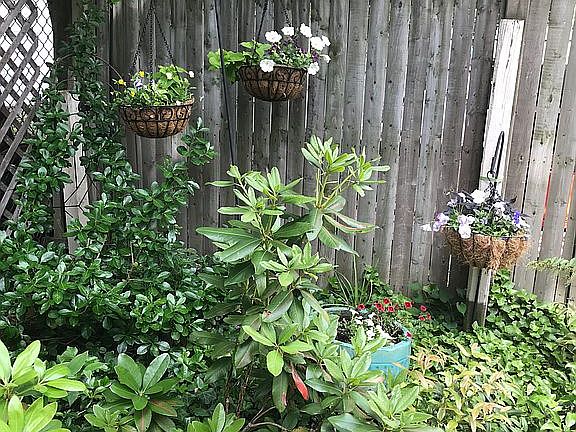 Back shade garden