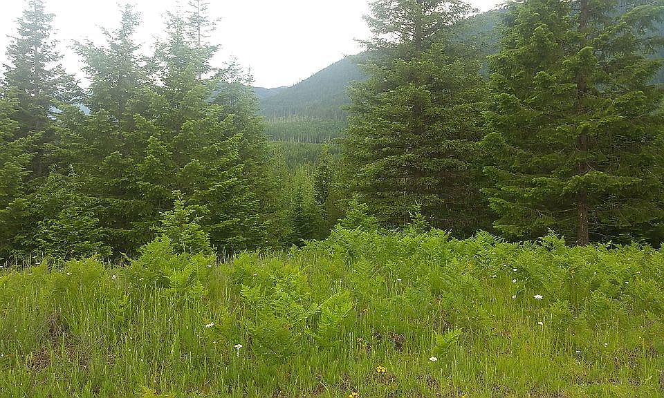 looking up spar lake valley