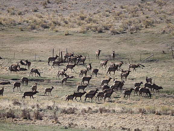 Elk frequently travel thru