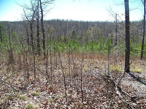 2nd image of 1445 Crestwood Ter