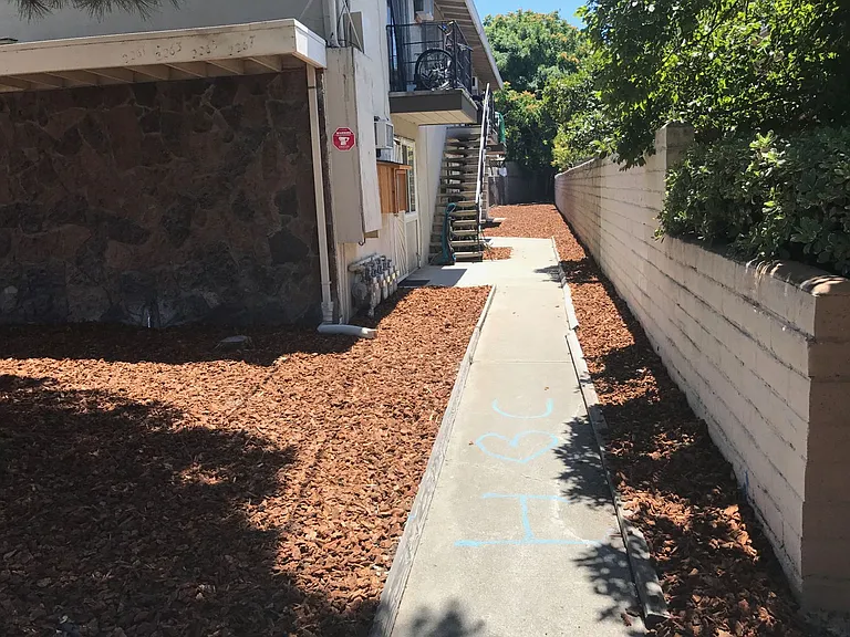 Chestnut — Photo 12