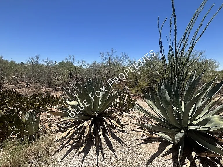 6521 N Calle Padre Felipe — Photo 4